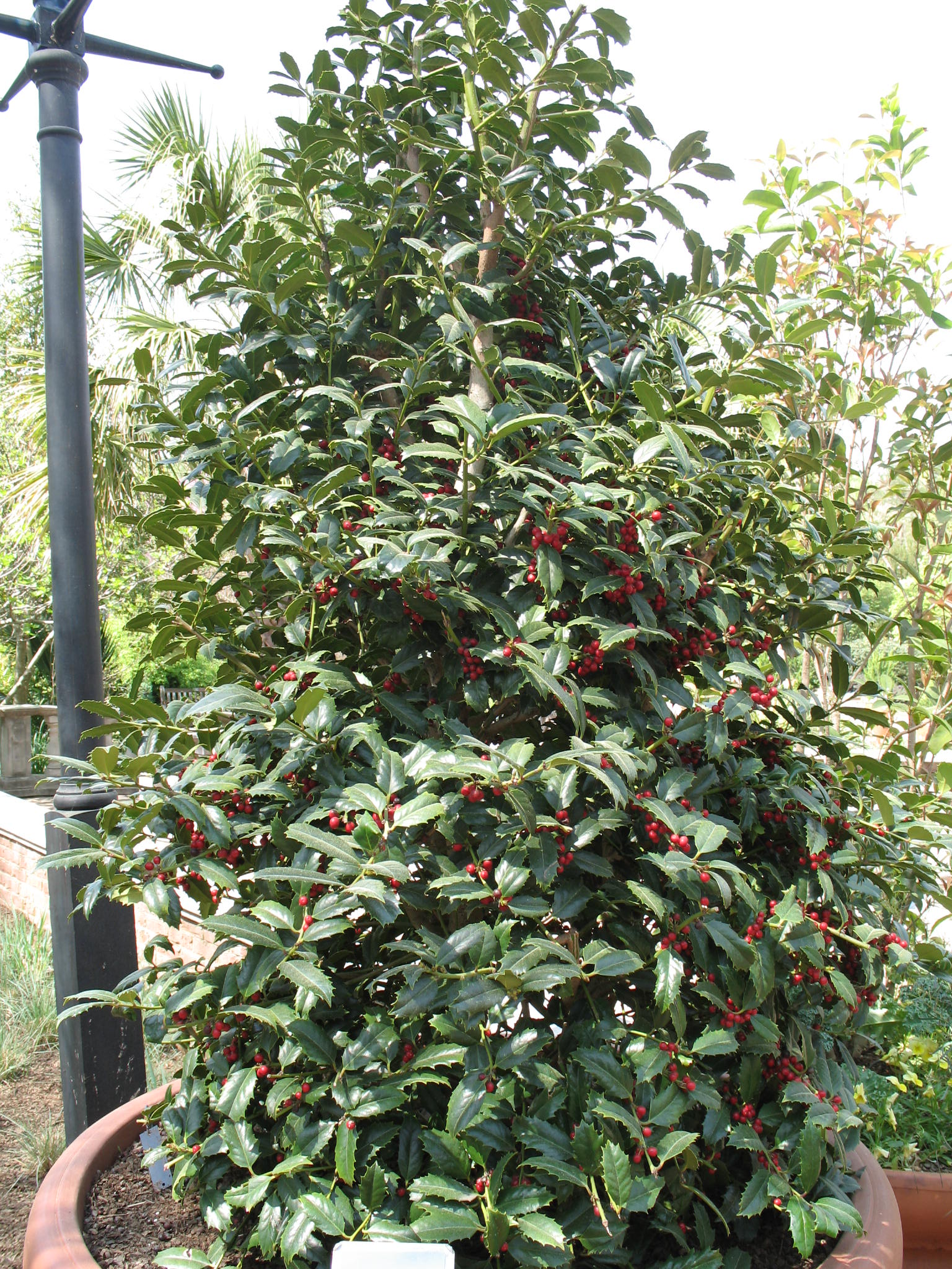 online-plant-guide-ilex-x-cardinal-cardinal-holly